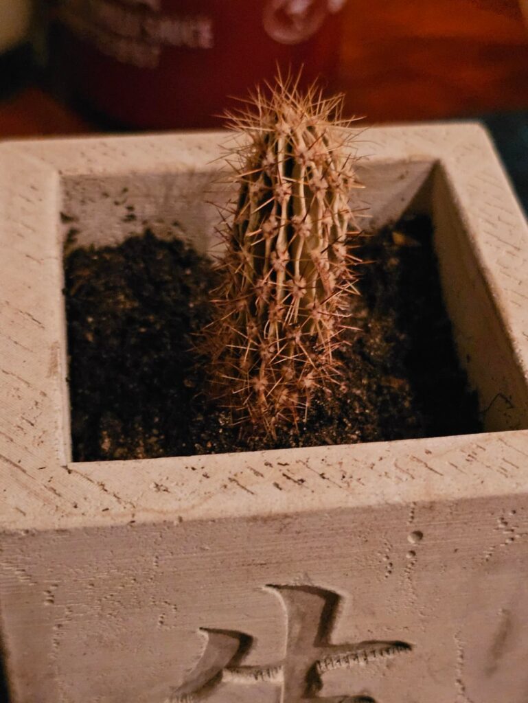 Is my cactus dead?
