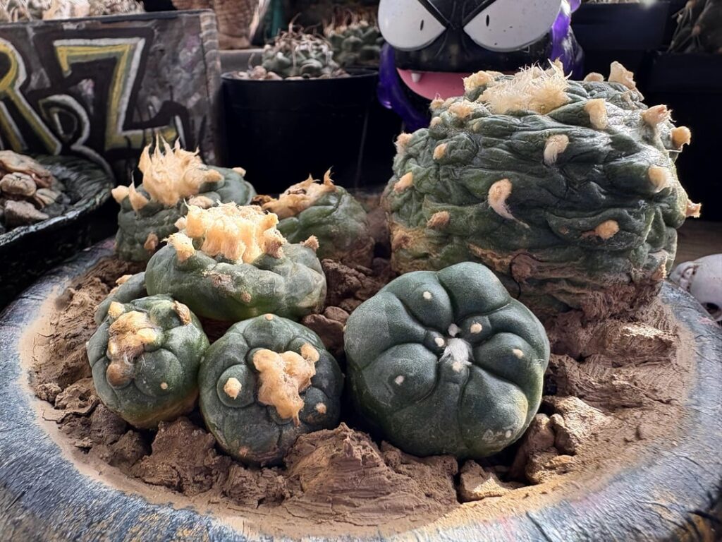 Lophophora koehresii