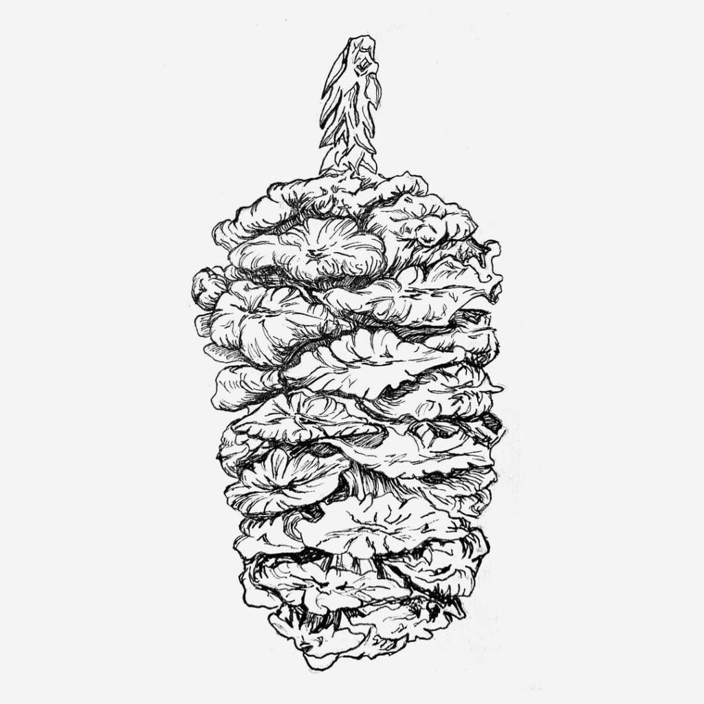Various cones, illustrated by me