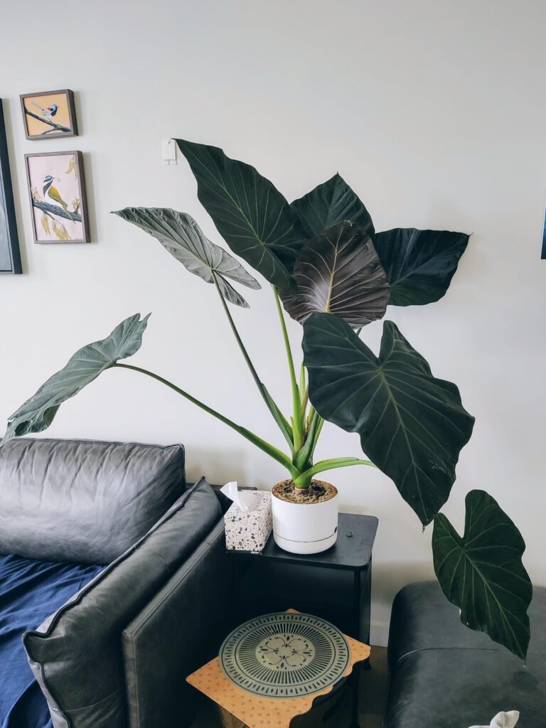 My Alocasia Regal Shield!