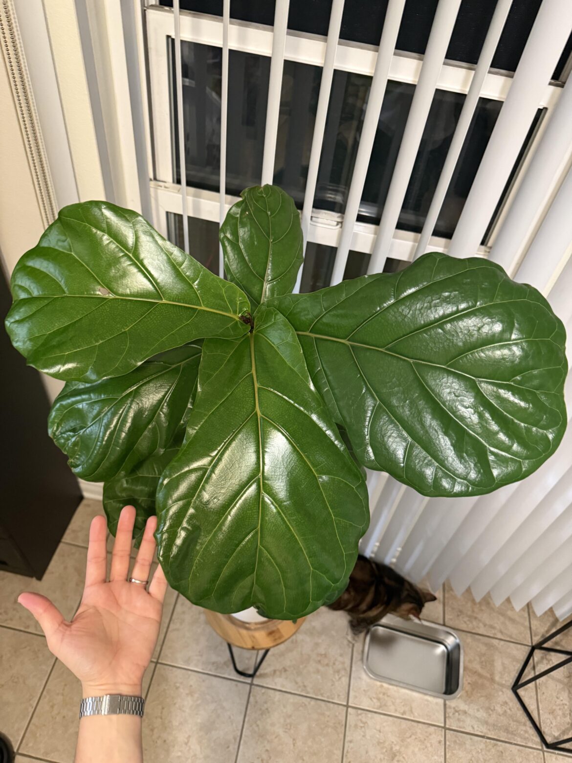 The three newest leaves 🥹