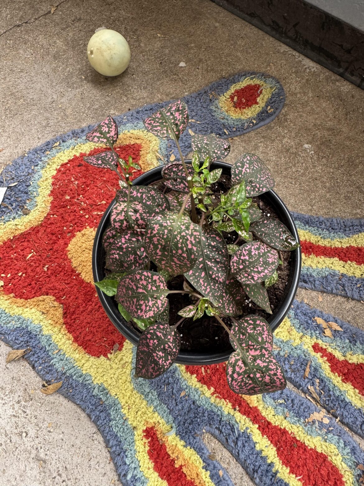 Propagating polka dot plant in H20