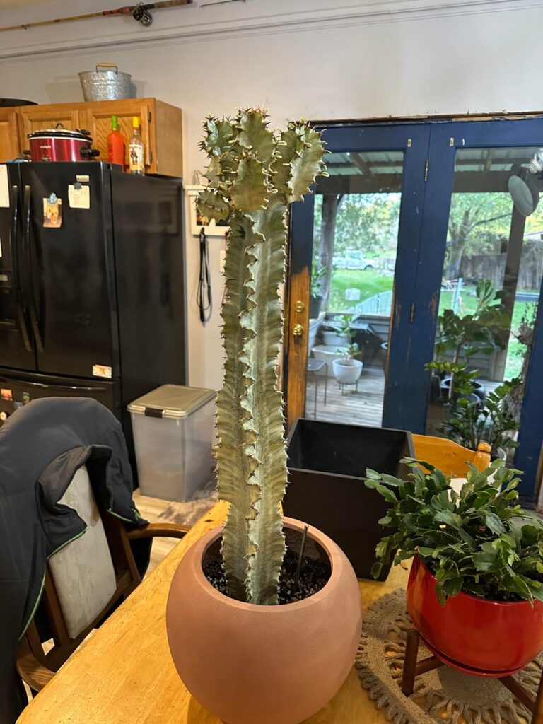 What to do with all of these branches!