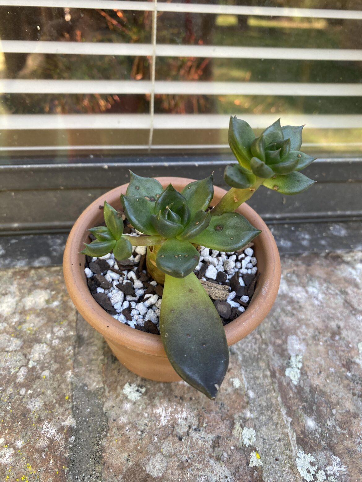 Update on Black Prince from 51 days ago Update on Black Prince from 51 days ago