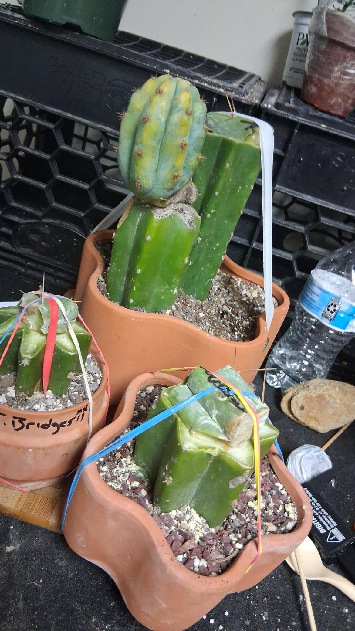 Bridgisii grafts and a Neon