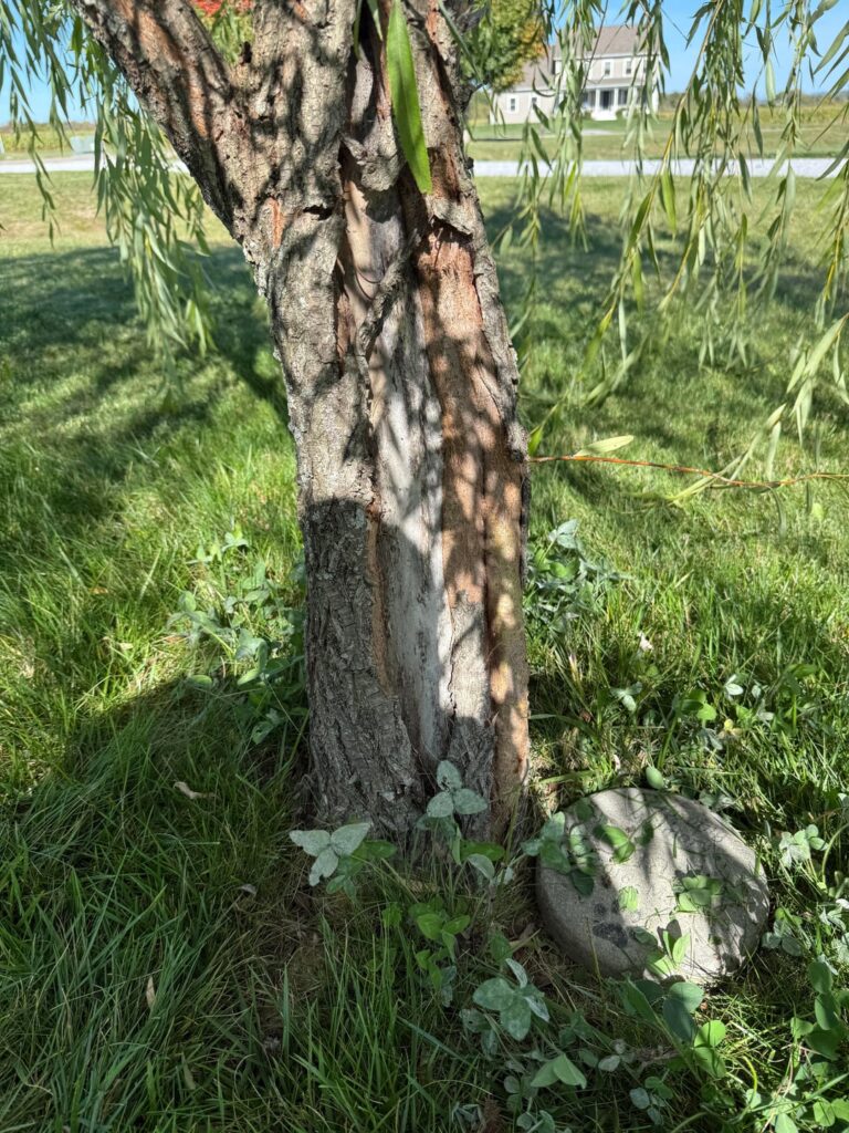 Is she a goner?