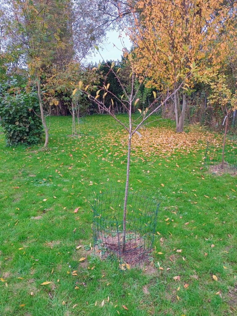 Splited trunk on young prune tree