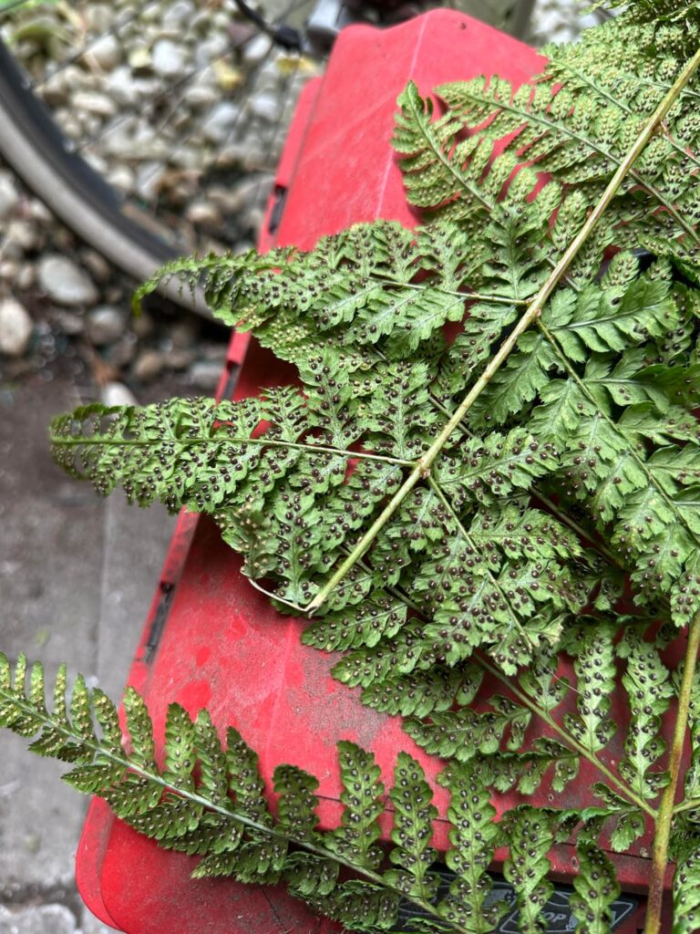 Growing Dryopteris dilatata from spore Growing Dryopteris dilatata from spore