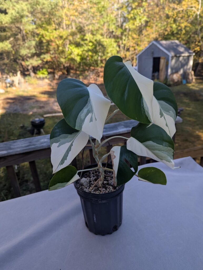 This Monstera ‘Albo’ cutting I took started as a perfect half moon, now its minting out a couple years later. This Monstera 'Albo' cutting I took started as a perfect half moon, now its minting out a couple years later.
