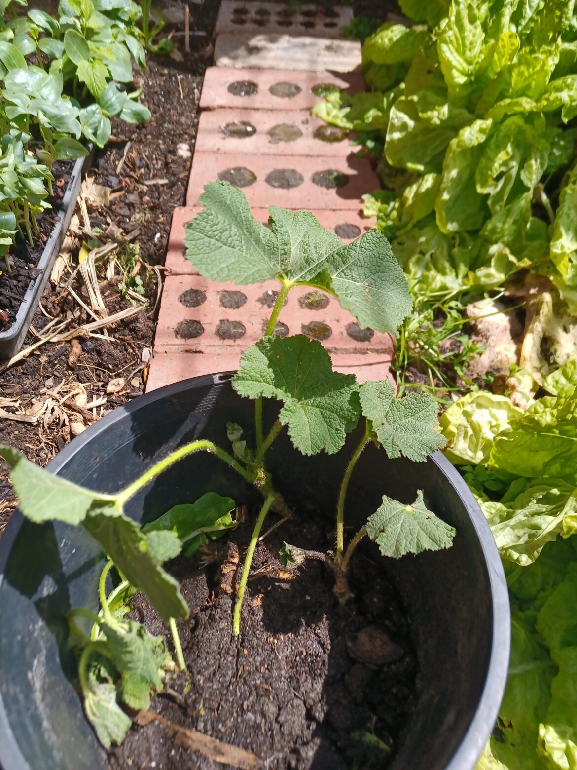 Someone left this at my door