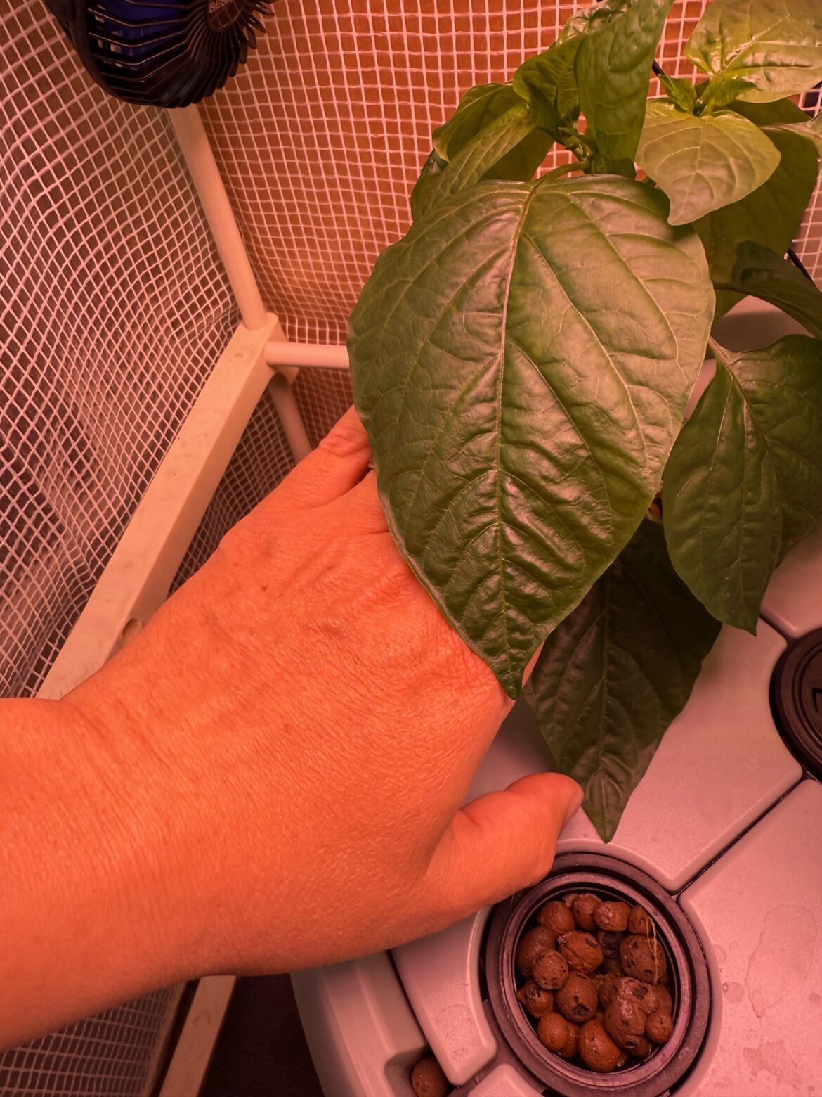 Is it Normal for my Pepper Plants to have very large leaves with hydroponics ?