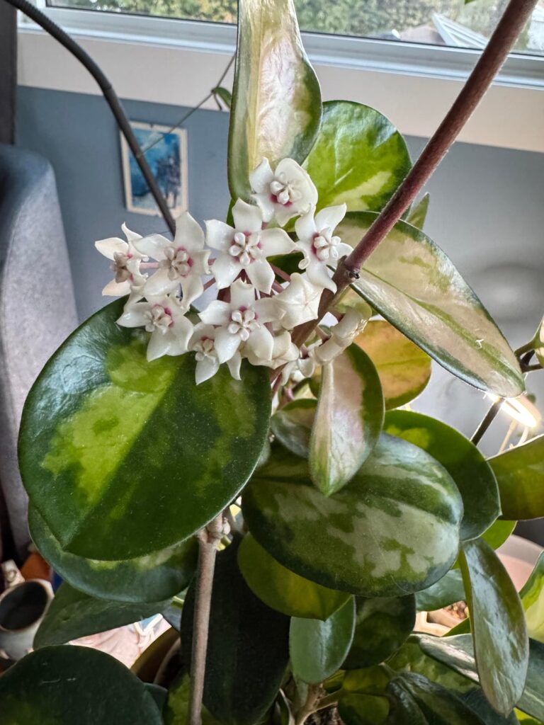 One peduncle almost open,