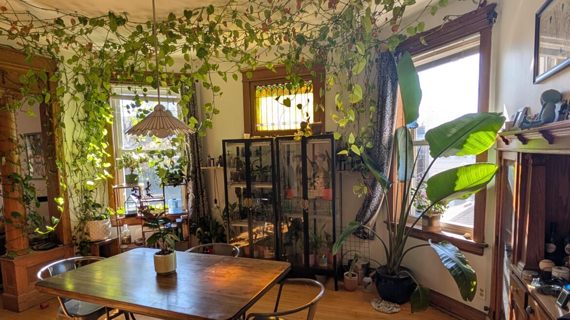 2 years ago, the longest pothos Vine was 36 ft