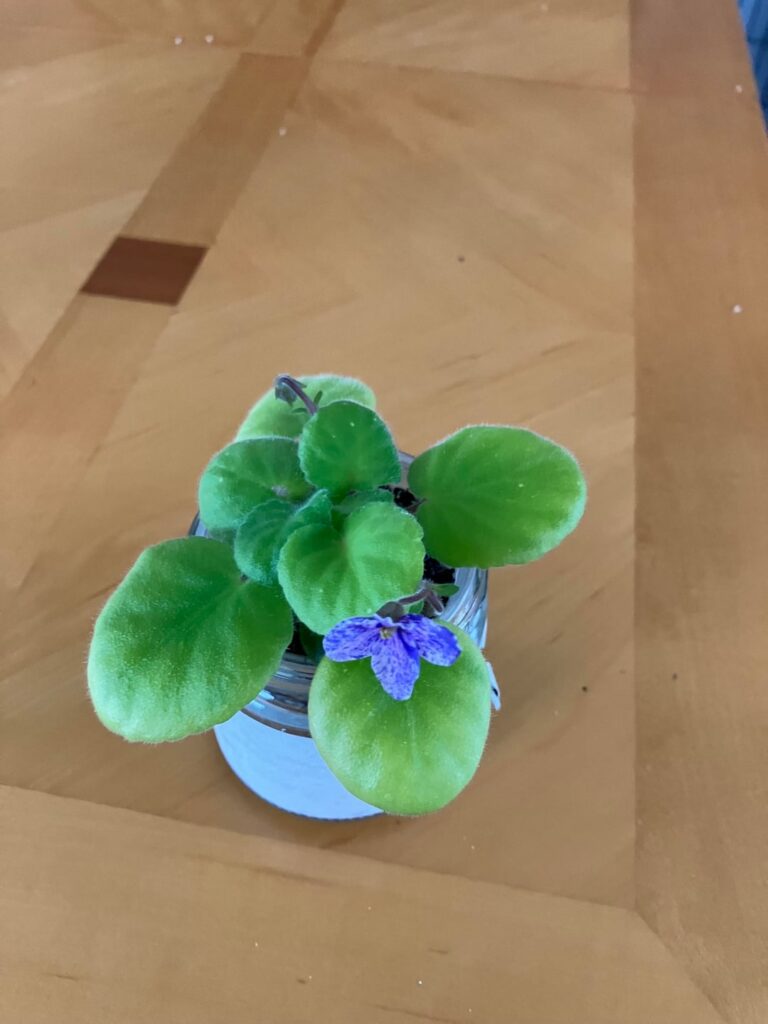 Starting AVs from seeds: Part 6: First bloom