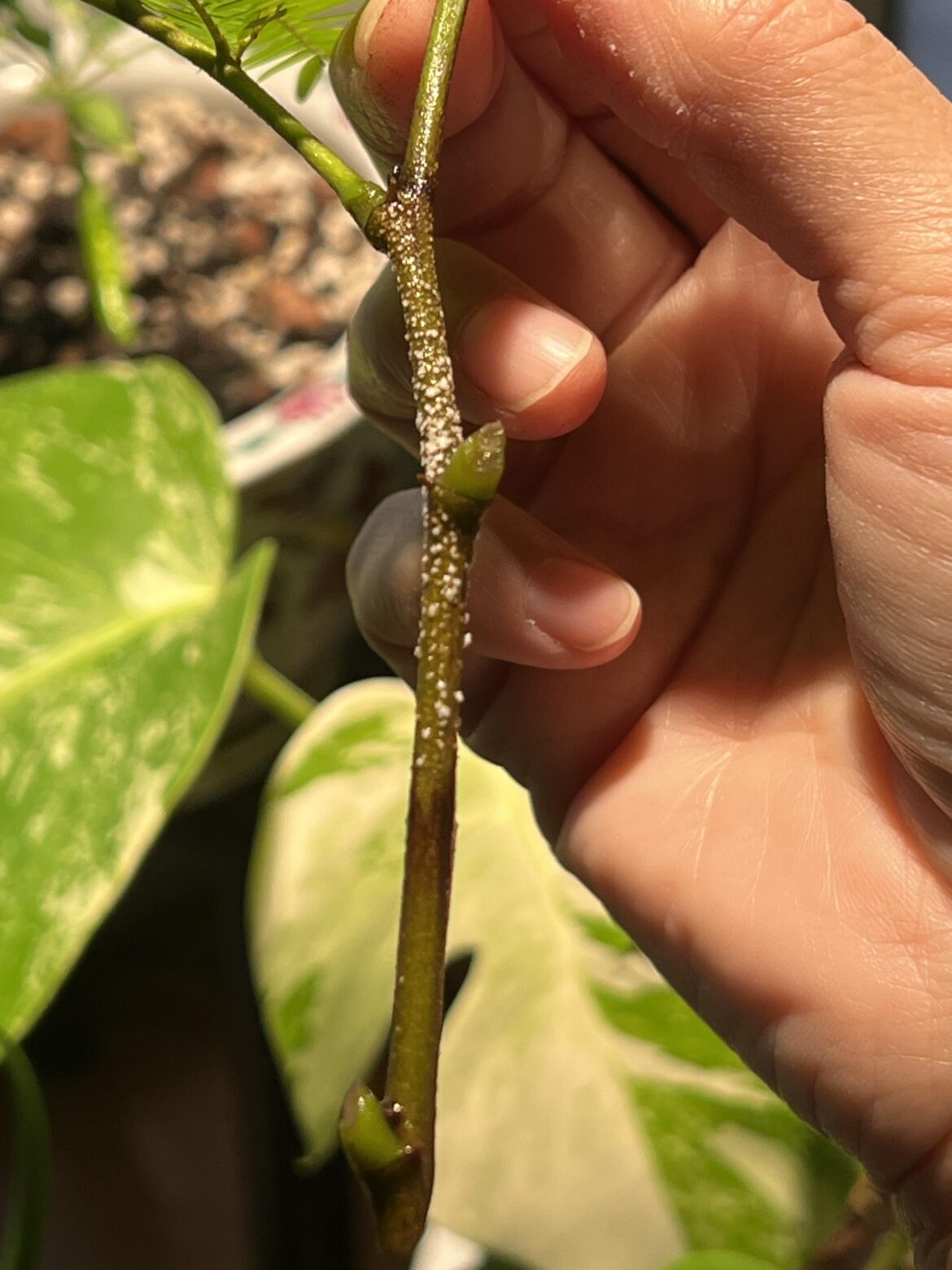 Roots or something else? Roots or something else?