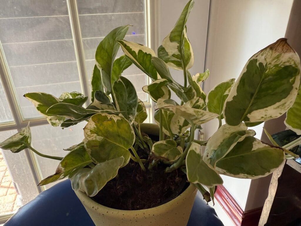 Rescued this fella from a local warehouse retailer and saw what I fear are rotting roots. If I’m correct, please tell me precisely what to do to keep it alive and healthy.