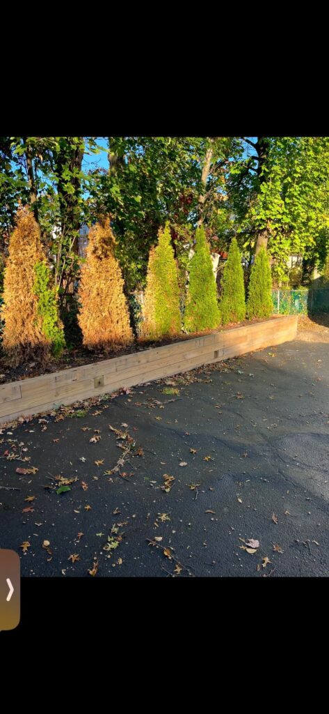 Do you have any ideas why these arborvitae have died? Do you have any ideas why these arborvitae have died?