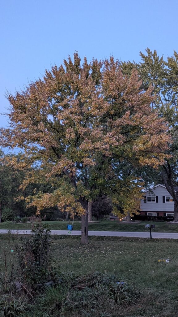 A lot of times we get folks in the sub asking if their tree is done for due to a crack. This is a red maple that my arborist partner was able to bolt back together after a microburst split it down the middle 8yrs ago. She's beautiful most would have cut it down. Healed wonderfully