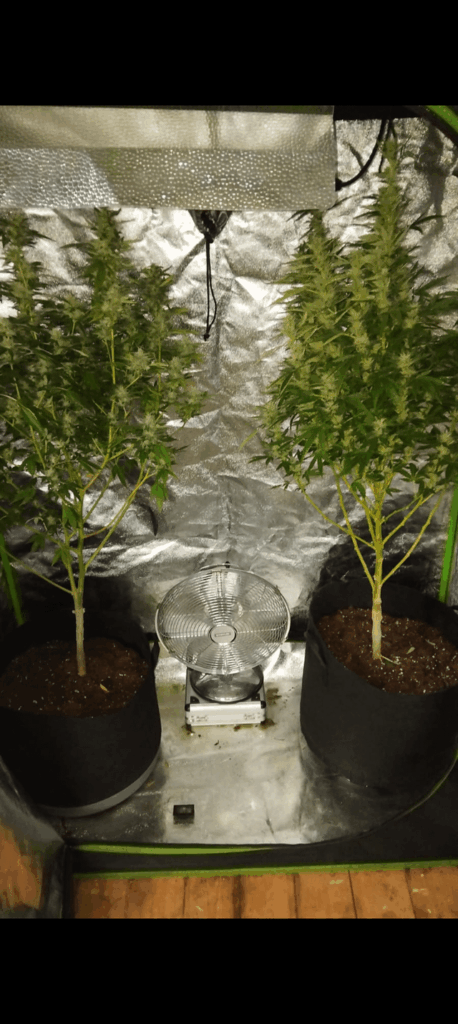 First time grower