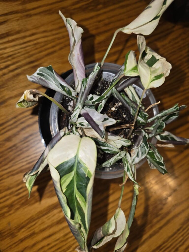 Is there any hope? Is there any hope?