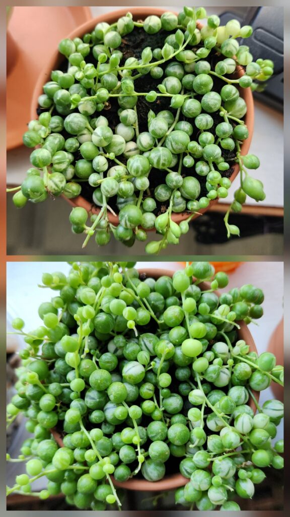 Variegated pearls almost 3 months later