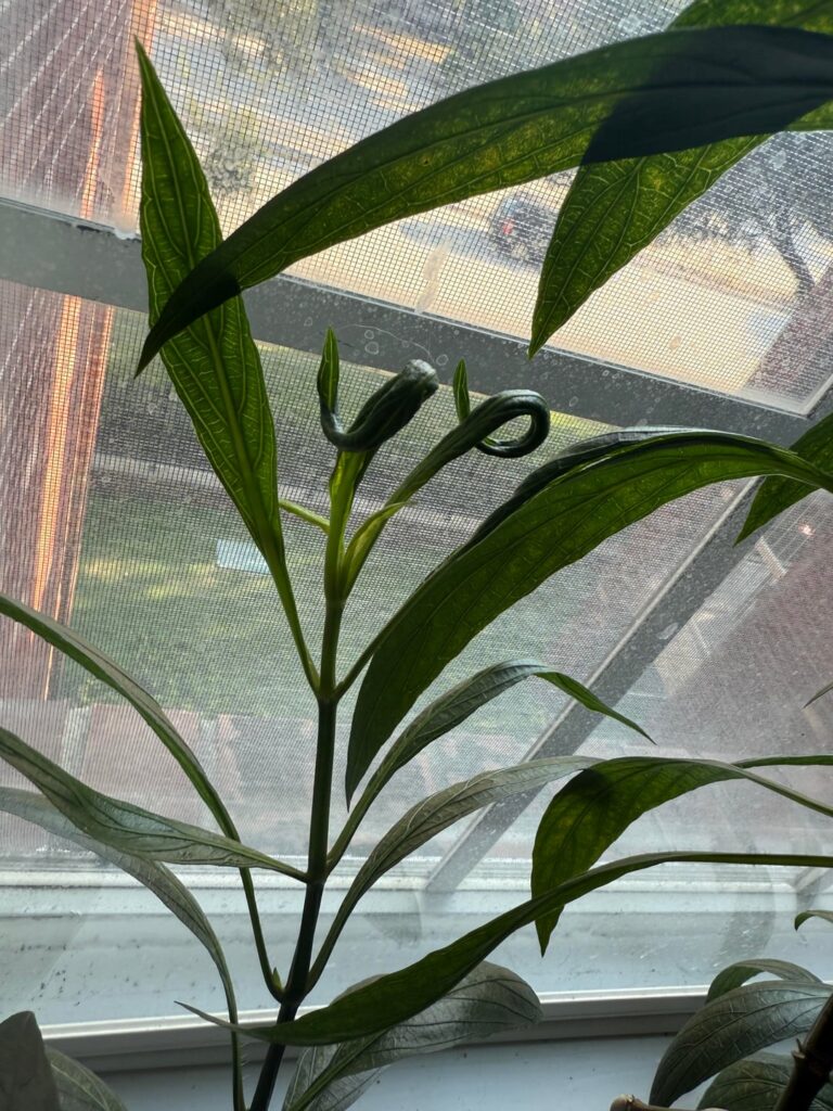 What would cause my plant’s leaves to curl like this? What would cause my plant’s leaves to curl like this?