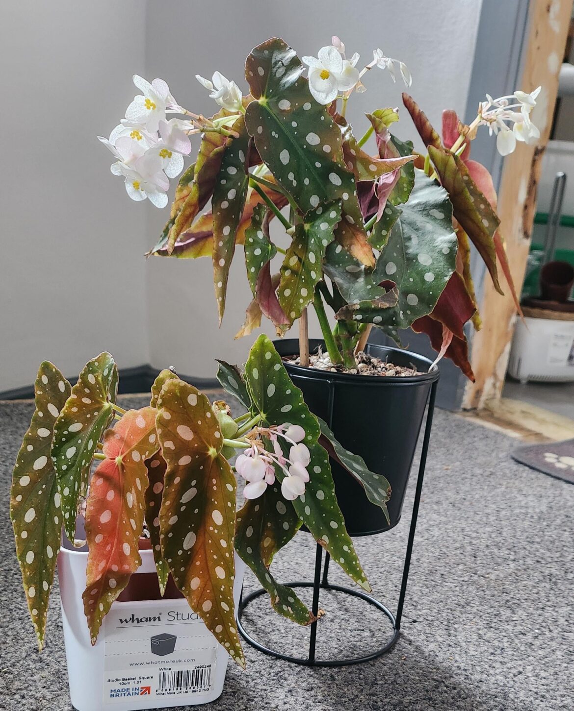 My favourite crazy plant that I own whats yours?