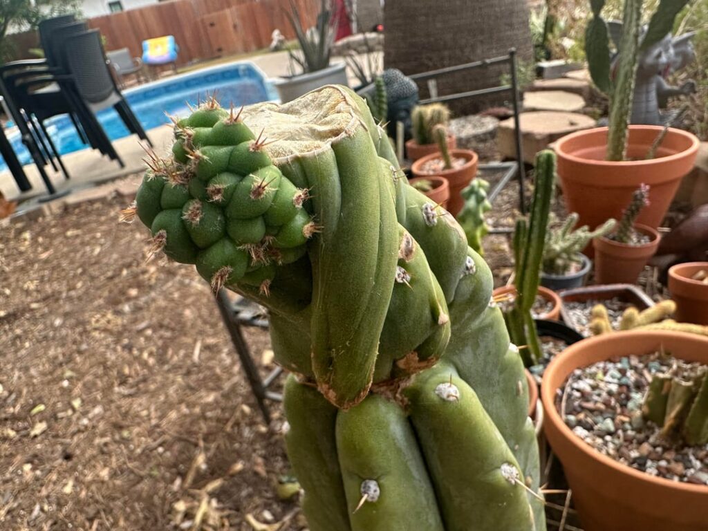 What do you guys think of this pup?