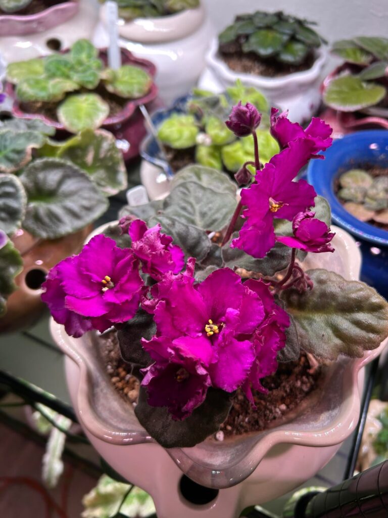 One of my NoID heirloom African violets passed down from my maternal great aunt to my mother and then to me.