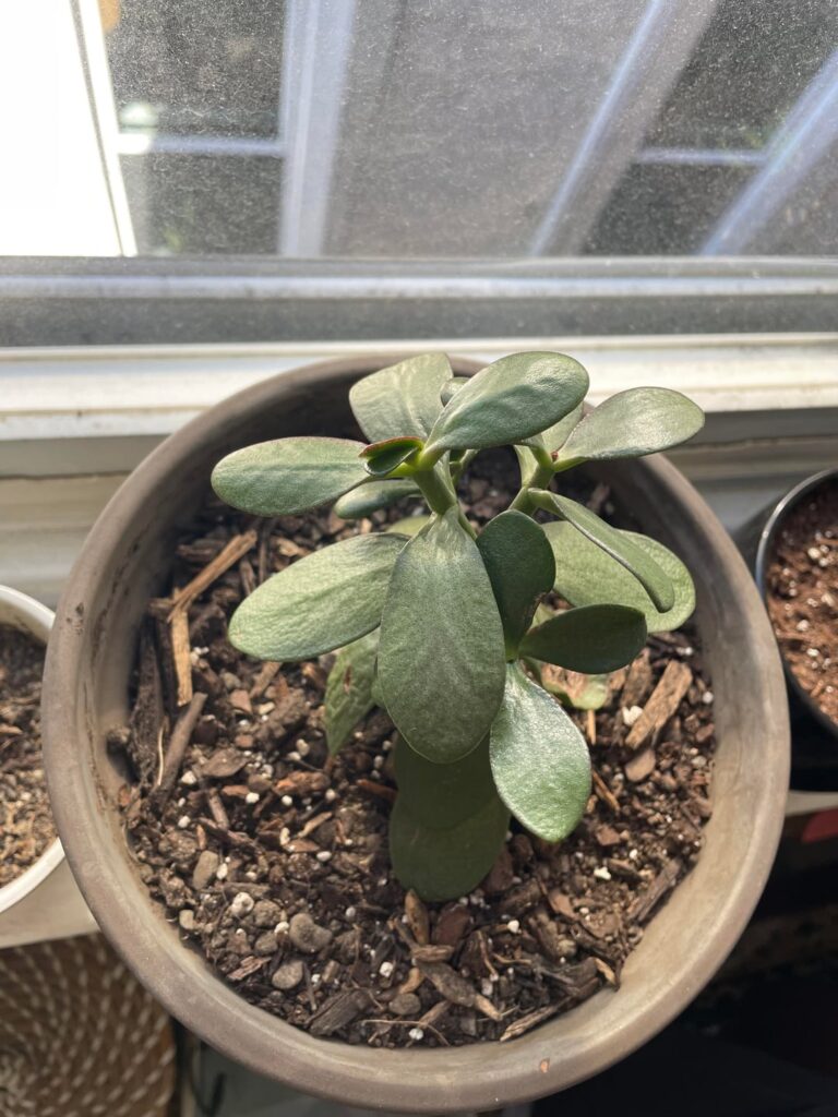newbie here – is my jade ok? newbie here - is my jade ok?
