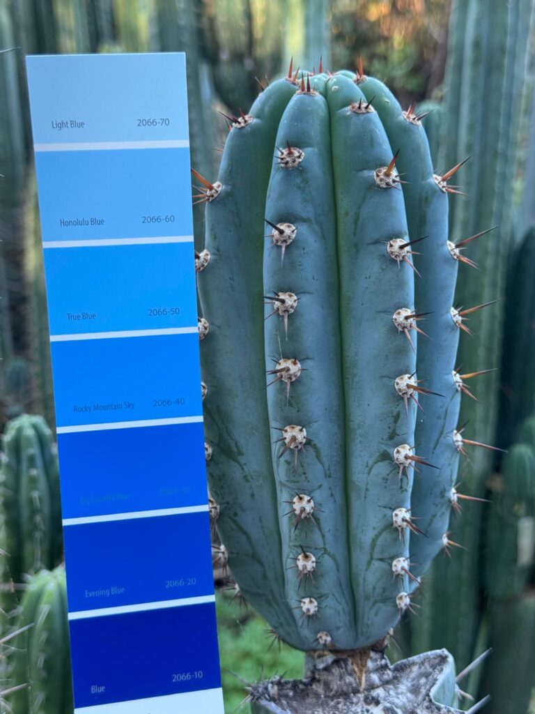 looking for that true blue