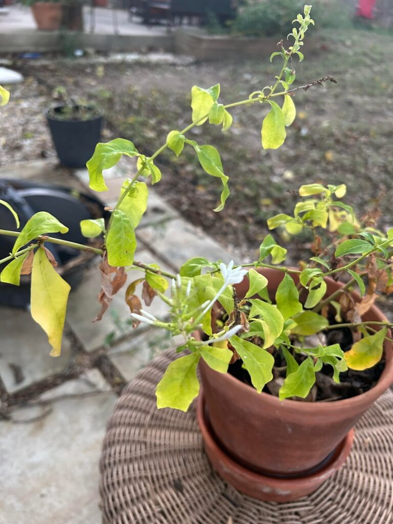 Plant ID help