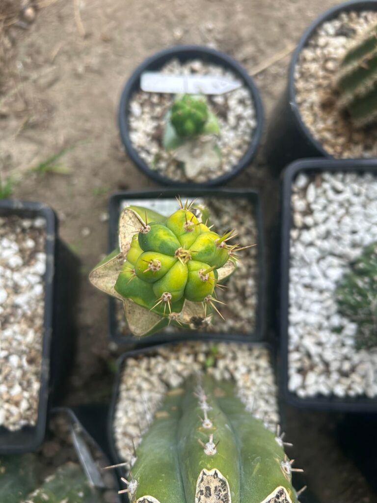 Thank you Vari much!