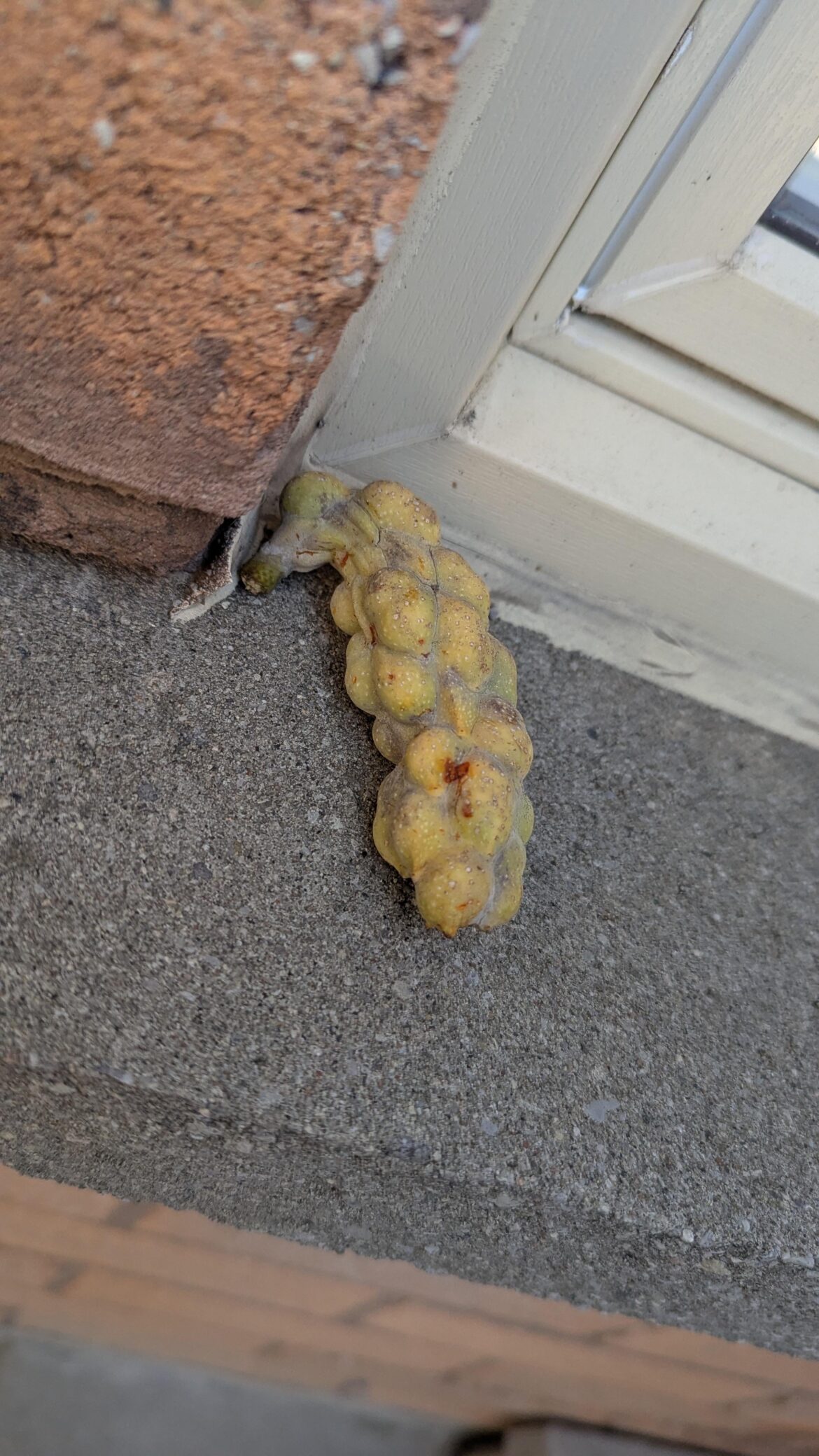 Lumpy fruit with banana-like stem stashed by squirrel in our windowsill