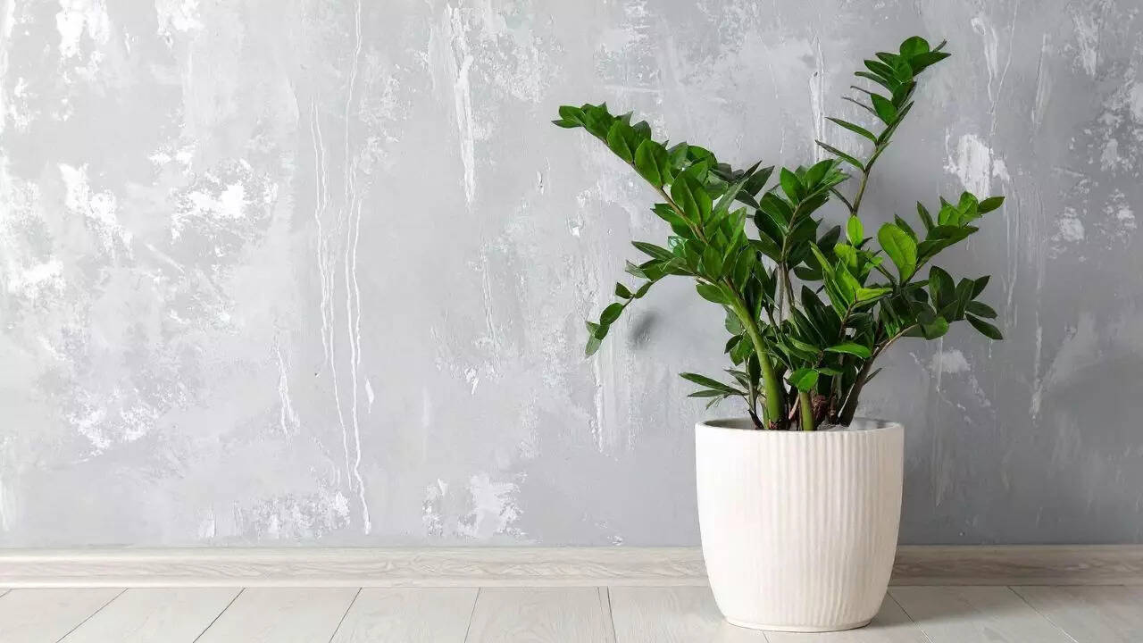 ZZ plant