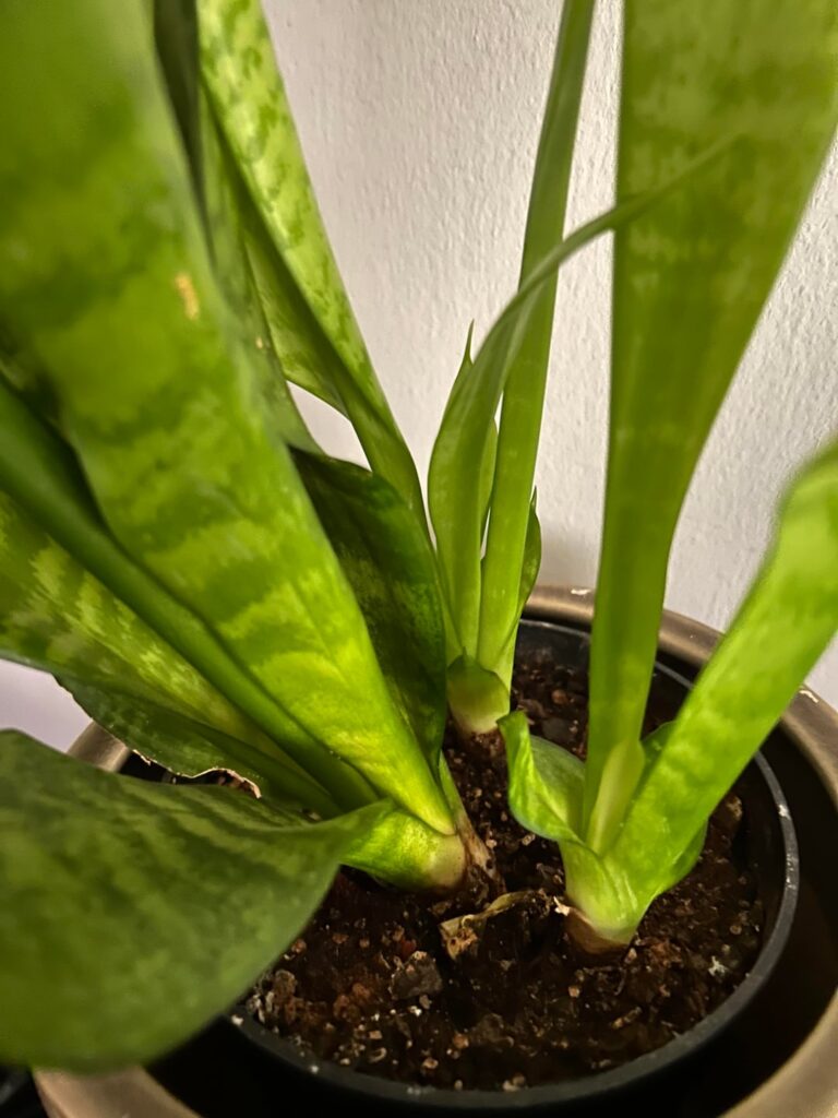 What’s wrong with my snake plant?