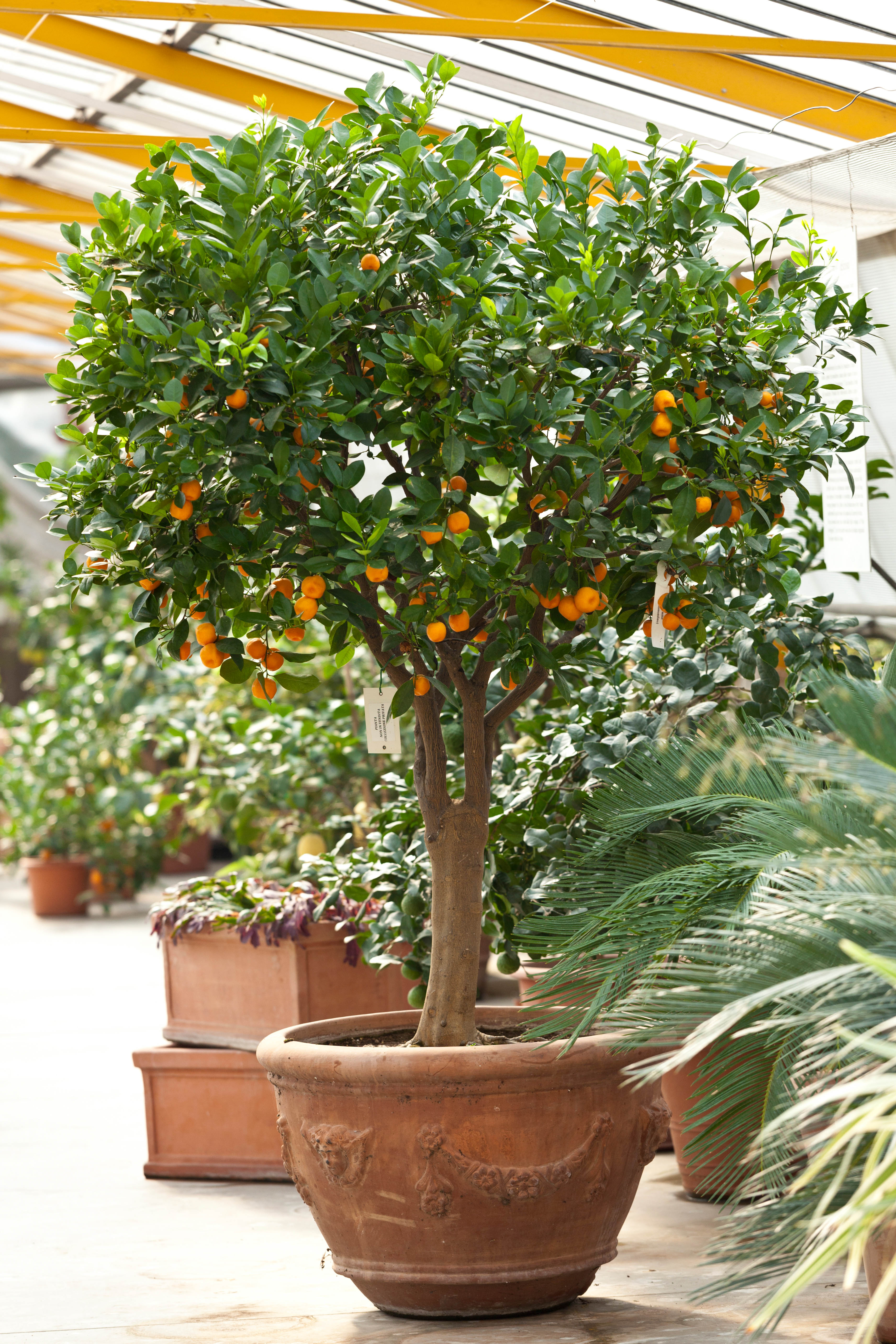 Citrus tree in a glass house.