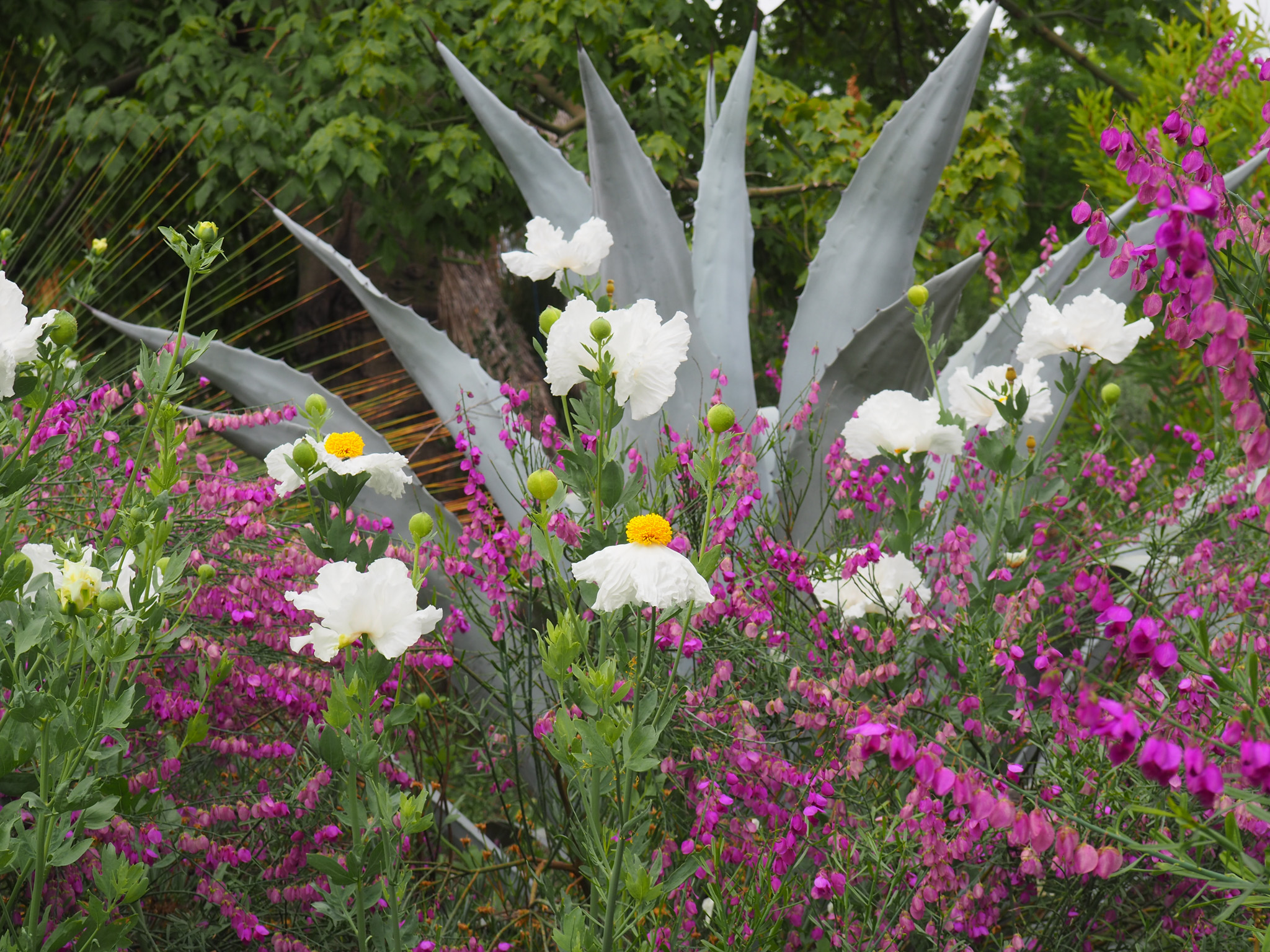 White poppies and purple flowers in Ruth Bancroft's Garden.