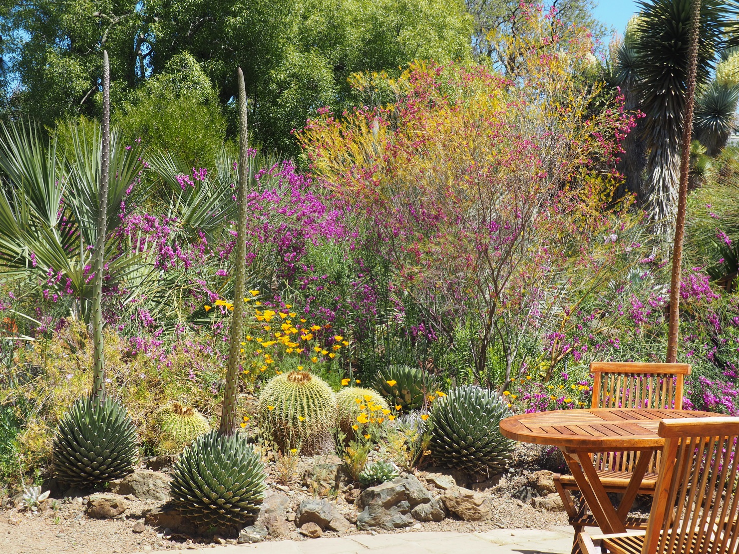 Ruth Bancroft's Garden with cacti, flowering shrubs, and a wooden patio table.