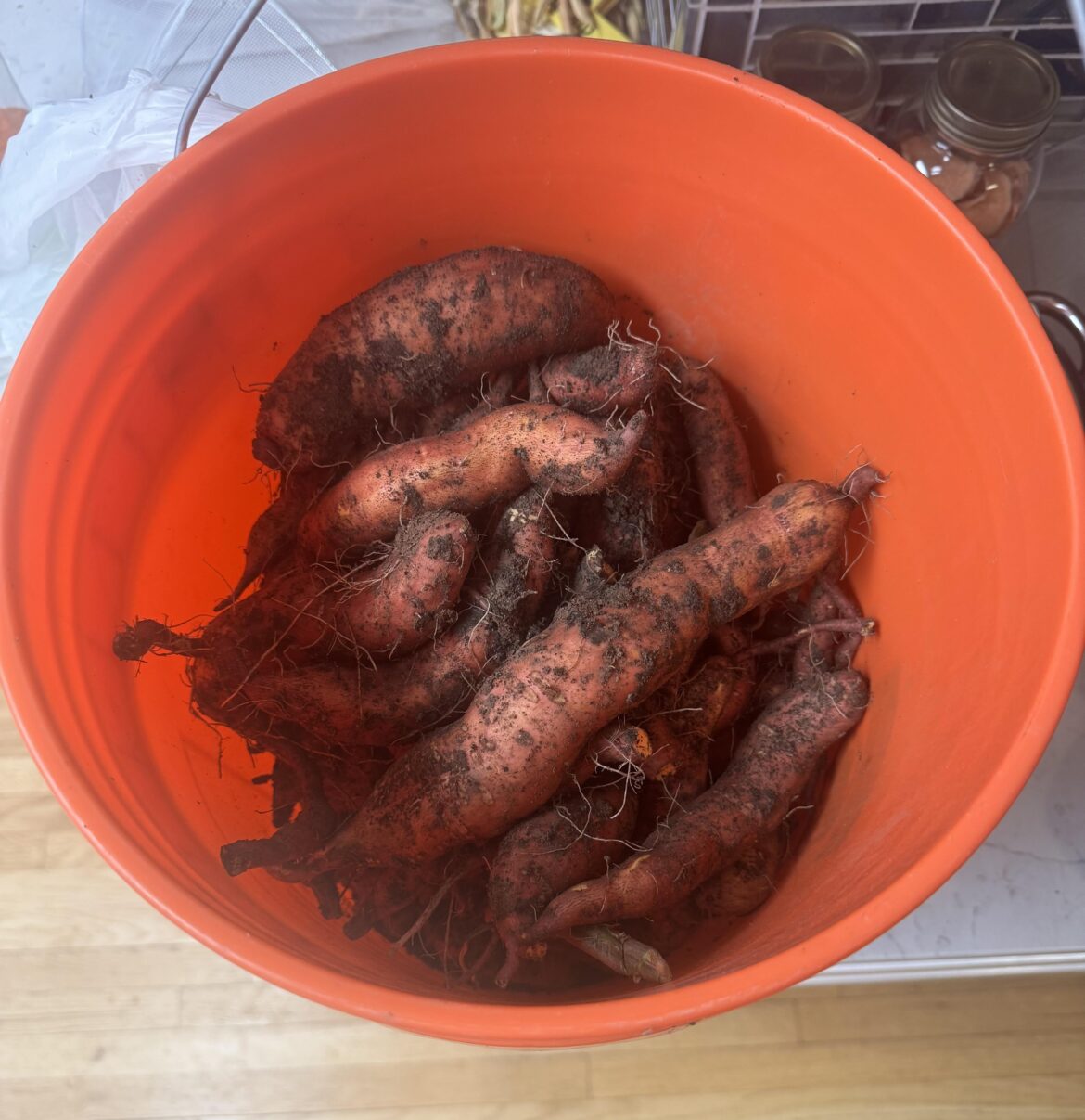 1st time growing sweet potatoes 1st time growing sweet potatoes