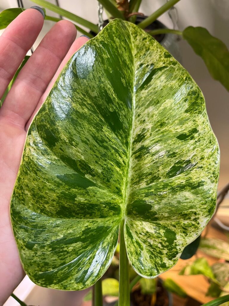Philodendron Giganteum ‘Blizzard’