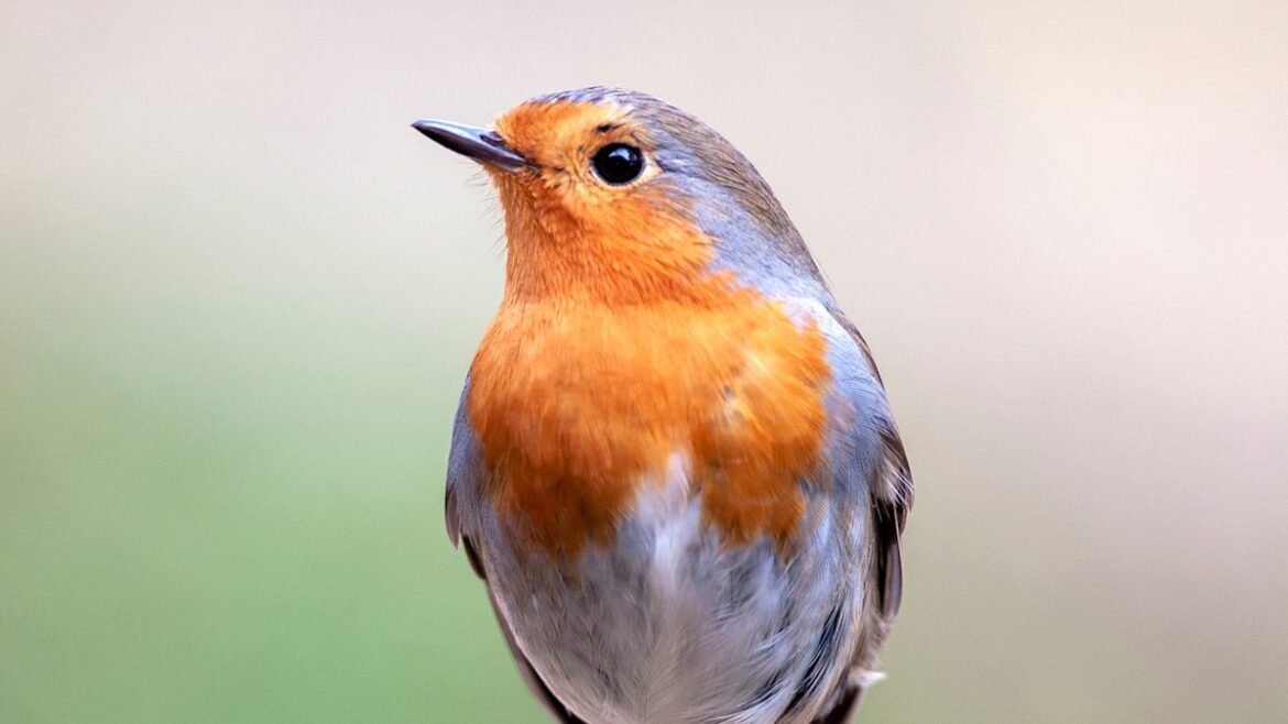 What to feed robins in winter – and dangerous foods to avoid What to feed robins in winter - and dangerous foods to avoid