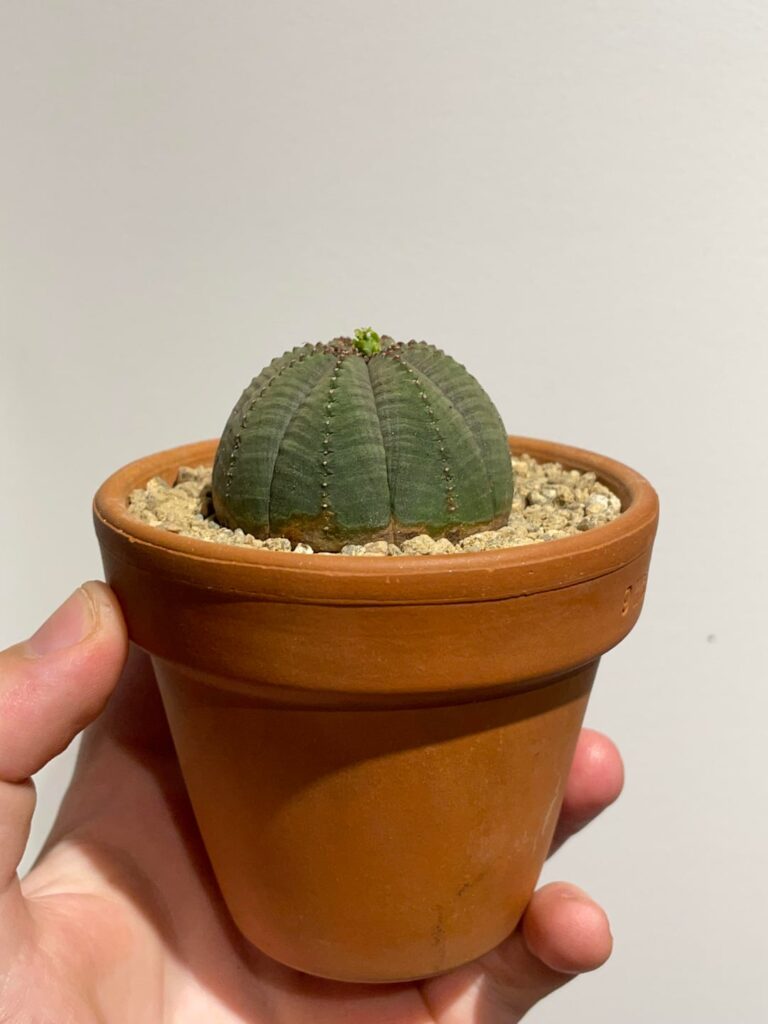 Got my male euphorbia obesa a girlfriend!