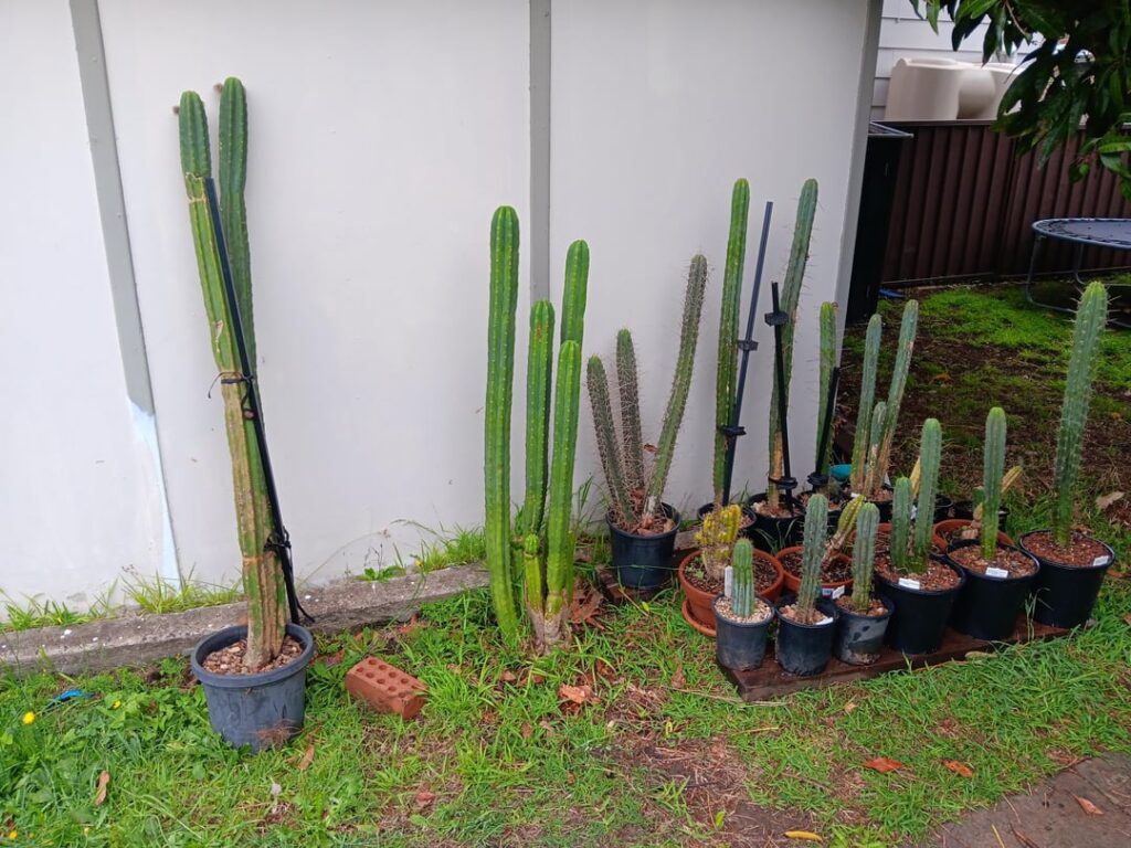 Help ID two of my new trichocereus cacti Help ID two of my new trichocereus cacti