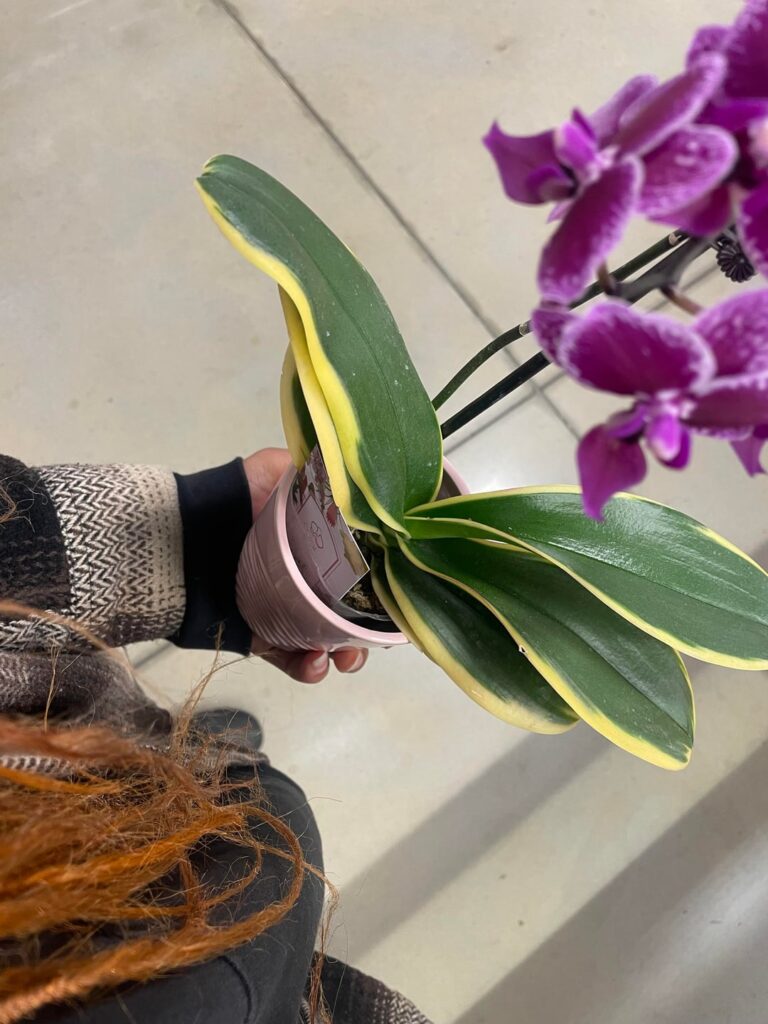 Saw this orchid at Kroger, should I get it ?