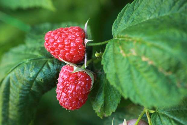 Raspberries from the garden of permaculture gardener Erik Ohlsen. (John Burgess/The Press Democrat)