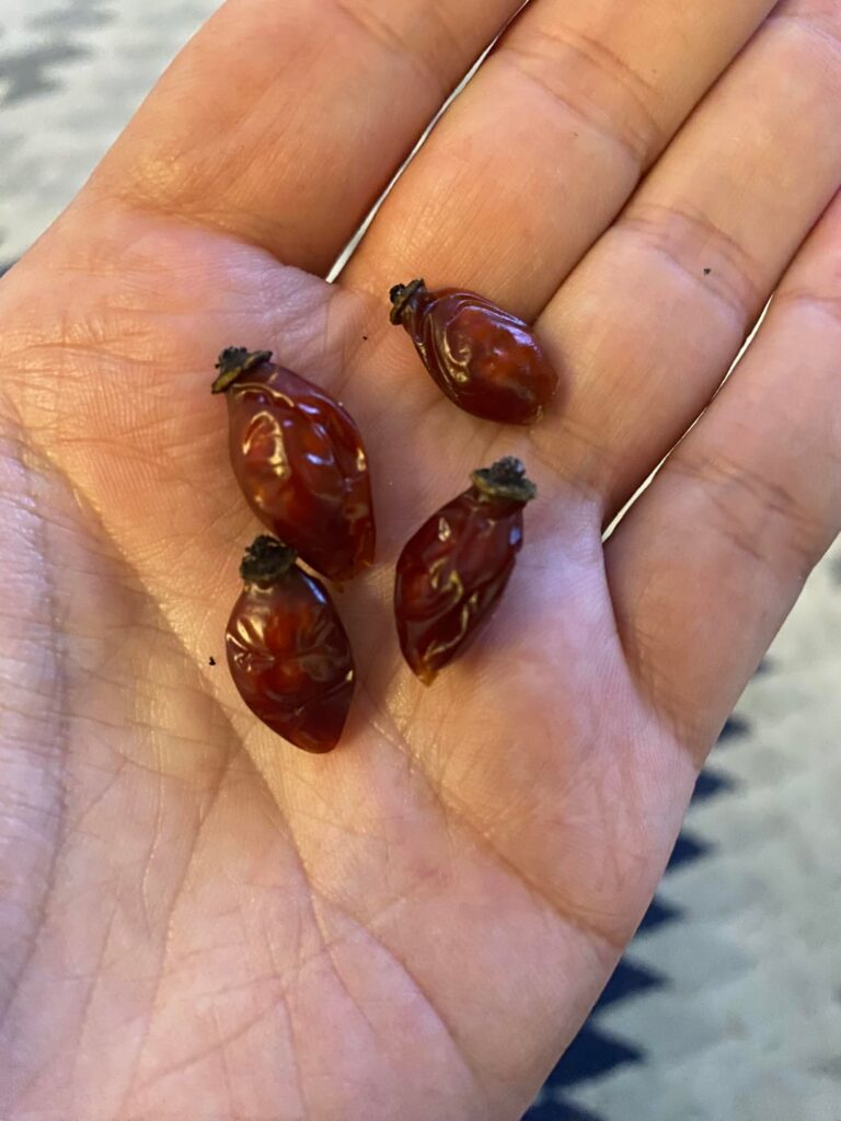 Identification wanted: red berry in toddlers pocket