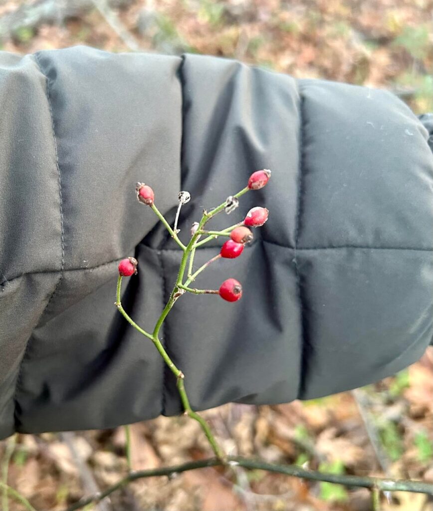 A few berries I need confirmation on