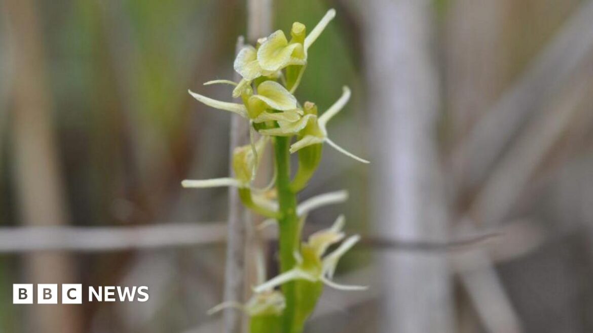 Rare Fen Orchid brought back from brink of extinction A close up of a Fen Orchid, a fine tall flower with yellow petals and a pale green stem