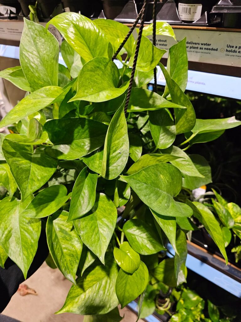 What kind of pothos?